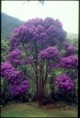 /album/la-belleza-de-la-tierra-fria-/arbol-7-cueros-jpg/